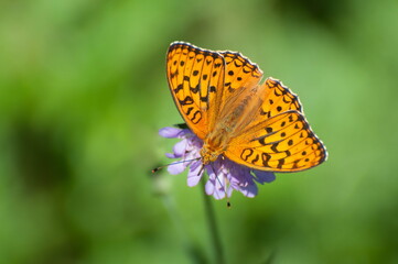 A large silver-washed Fritillary butterfly (Argynnis paphia) collects nectar on a pink flower on a July day. Moscow region. Russia.