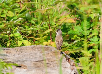 A male grey Warbler (Sylvia communis) sits on an old stump with a spider in its beak on a Sunny summer day.