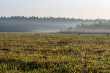 Fog creeps over the field on an early Sunny August morning.