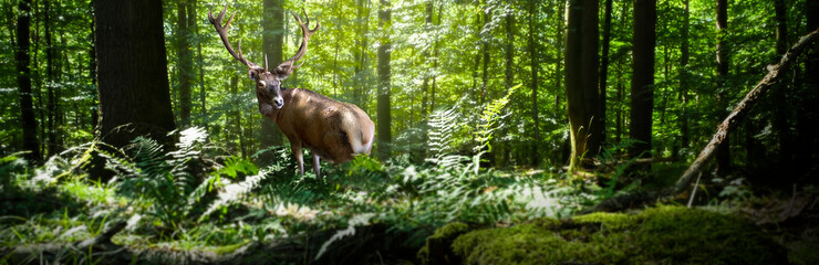 A 14-headed bull deer in a green forest