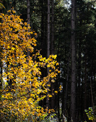 Obraz premium Laubbaum im Wald