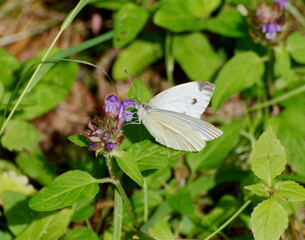 The green-veined white butterfly (Pieris napi) collects nectar from blue flowers on a summer July day.