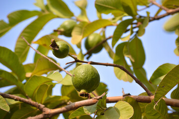Guava fruit hanging on tree in the garden