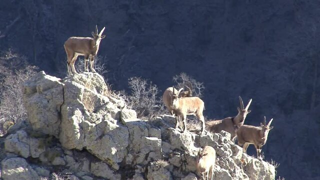 Mountainous Armenia. Khosrov reserve. Bezoar mountain goats.