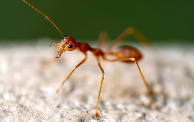 ant on the ground-closeup