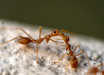 ants wrestling on the ground- closeup