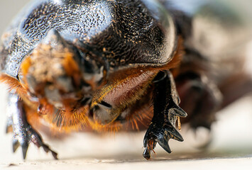 close up of Rhinocerous beetle- forelimb