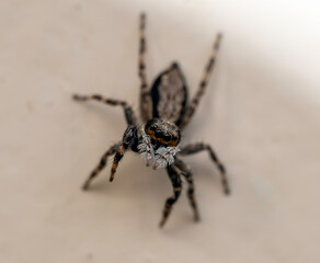 spider on the wall- macro