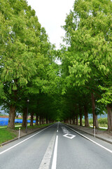 緑のメタセコイア並木