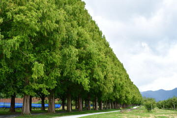 緑のメタセコイア並木