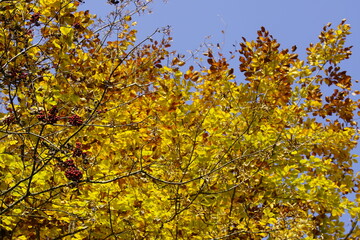 Herbst Landschaft mit bunten Blättern an Bäumen