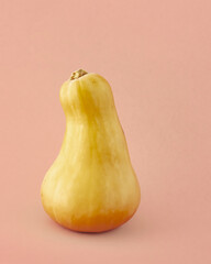 Butternut squash close up isolated on light pink-beige color background. Gourd family varieties