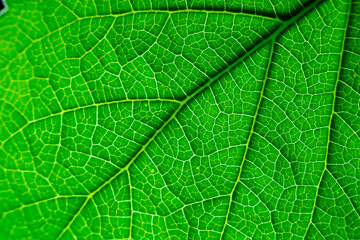 Beautiful Texture of a leaf