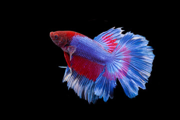 red and blue betta fish