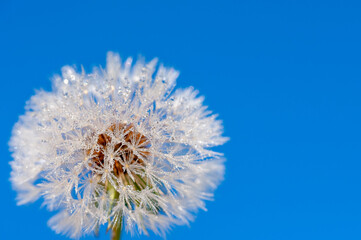 dandelion in dew macro on a blue background