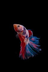 Fototapeta premium siamese fighting fish isolated on black background