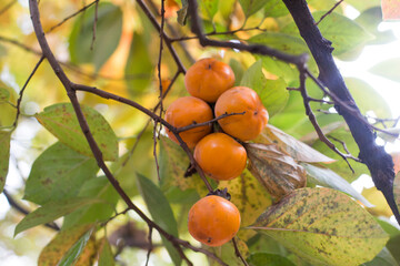 Persimmon tree and bright orange persimmons with green leaves.