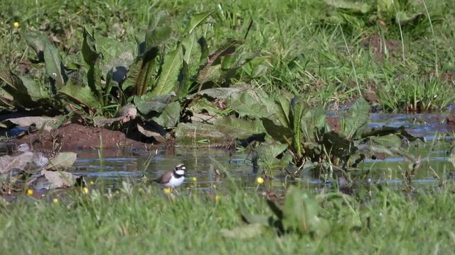 Bruchwasserl&auml;ufer, Flu&szlig;regenpfeifer und Rotschenkel