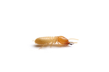 The Small termite on white background. Side view of the Termites isolate on white background.