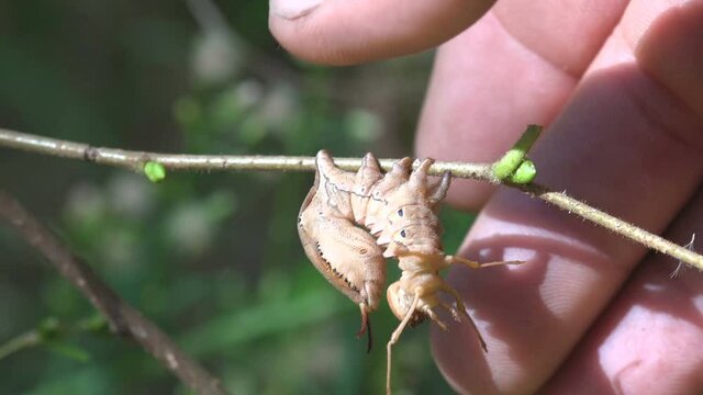 Human hand and Lobster moth (Stauropus fagi), lobster prominent, a moth family Notodontidae, crustacean-like appearance of caterpillar. Macro view a insect in wildlife nature