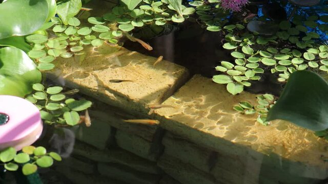 水槽の中をたくさんのメダカが泳いでいる