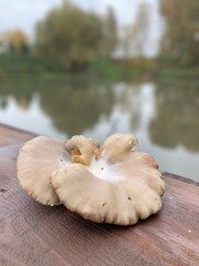 mushrooms on a wooden table