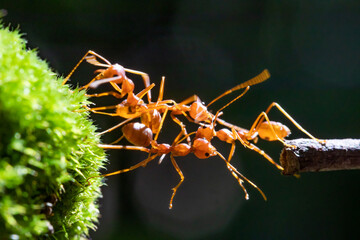 Ant action standing.Ant bridge unity team,Concept team work together