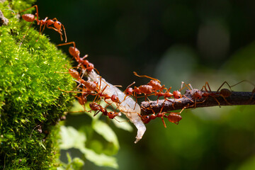 Ant action standing.Ant bridge unity team,Concept team work together