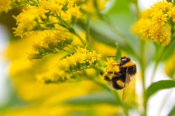 Bumblebee collects nectar from yellow flower. Bumblebee and yellow flowers.A bee busy drinking nectar from the flower. Selective focus.