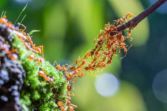 Ant action standing.Ant bridge unity team,Concept team work together