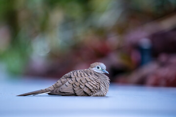 The wild dove or spilopelia chinensis or mountain dove or pearl-necked dove or spotted turtle-dove in Singapore botanic park