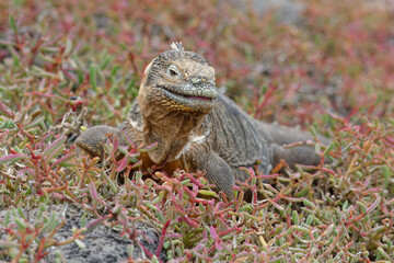 Land iguana (conolophus subcristatus) in Galapagos Islands, Ecuador