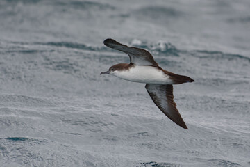 Galápagos shearwater (puffinus subalaris), Ecuador