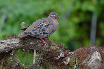 Galapagos dove (zenaida galapagoensis) in Santa Cruz Island, ECuador