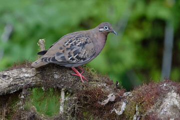 Galapagos dove (zenaida galapagoensis) in Santa Cruz Island, ECuador