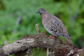 Galapagos dove (zenaida galapagoensis) in Santa Cruz Island, ECuador
