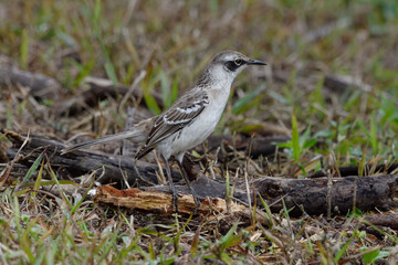 Galapagos Mockingbird (Mimus parvulus) in Santa Cruz Island, Ecuador