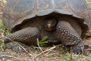 Fototapeta premium Giant tortoise (chelonoidis nigra) in Galapagos Islands, Ecuador