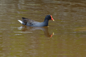 Common Gallinule (Gallinula galeata) - Isabela Island, Galapagos Islands, Ecuador