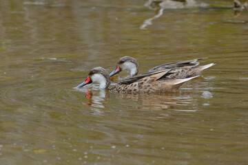 White-cheeked Pintail (Anas bahamensis) in Galapagos Islands, Ecuador