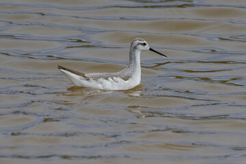 Wilson's Phalarope (Phalaropus tricolor) in Galapagos Islands, Ecuador