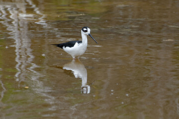 Black-necked stilt (Himantopus mexicanus), Isabela Island, Galapagos