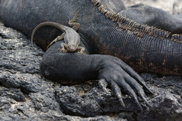 Galapagos lava lizard (Microlophus albemarlensis) on marine iguana, Isabela Island (Galapagos archipelago)