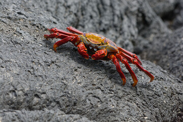 Red rock crab (grapsus grapsus) in Galapagos Islands, Ecuador