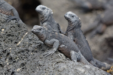 Galapagos marine iguanas (Amblyrhynchus cristatus) in Galapagos Islands, Ecuador