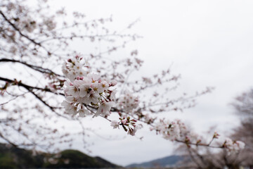 桜並木