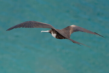Fototapeta premium Female Great Frigatebird (fregata minor) in San Cristobal Island, Galapagos, ECuador