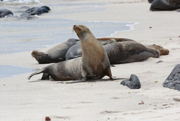 Sea lion (Zalophus wollebaeki) in Galapagos Islands, Ecuador