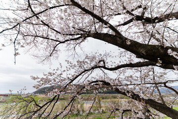 桜並木