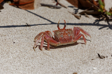 Painted ghost crab or Cart driver crab (Ocypode gaudichaudii) in Galapagos Islands, Ecuador